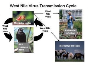 WestNile