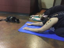 yoga_cats1