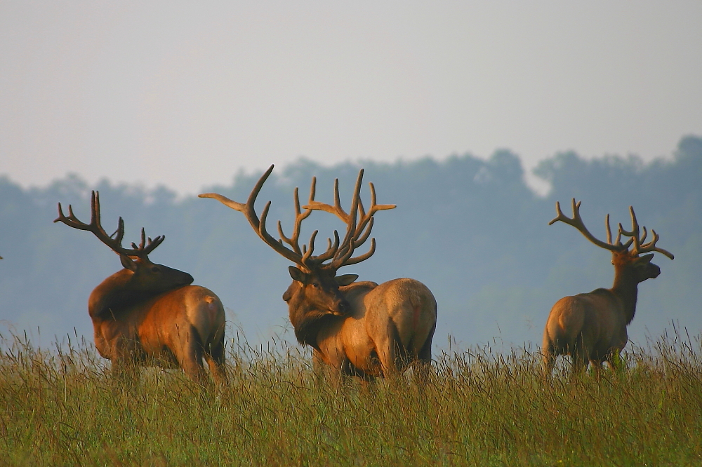 Elk Hunt Drawing Extended To May 3 Louisville Area News and More